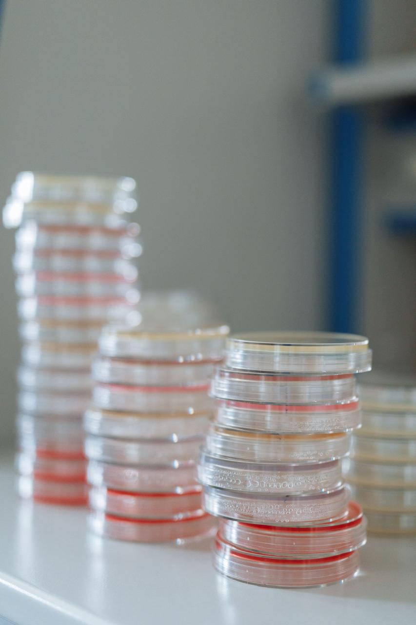 Cultivos Bacteriológicos